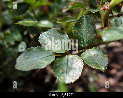 L'immagine mostra la pianta di rosa in giardino o giardino centro e vivaio infettato da fungo rosa ruggine Phragmidium mucochronatum mostrando pustules arancio Foto Stock