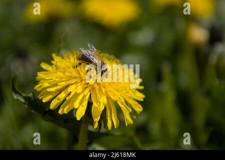 Ape su un fiore di tarassaco Foto Stock