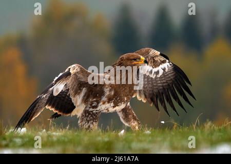 Rapaci sul prato con foresta autunnale sullo sfondo. Steppa Eagle, Aquila nipalensis, seduto in erba sul prato, Norvegia. Aquila con Foto Stock