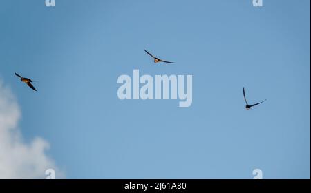 Tre falci di fienile (Hirundo rustica) in volo sotto un cielo di primavera blu Foto Stock