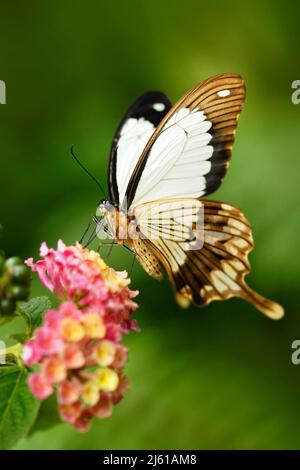 Farfalla africana di coda di rondine, Papilio dordanus, seduta sul fiore bianco. Insetto nella foresta tropicale scura, habitat naturale. Scena faunistica da na Foto Stock