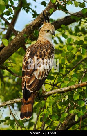 Aquila di falco crestato, Spizaetus cirrhatus ceylanensis, uccello bello di preda Sri Lanka. Raptor nell'habitat naturale. Uccello di preda seduto sul Foto Stock