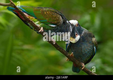 Coppia di uccelli, pappagallo verde e grigio, Pionus a corona bianca, pappagallo bianco, Pionus senilis, in Costa Rica. Schiavo sull'albero. Corteggiamento dei pappagalli Foto Stock