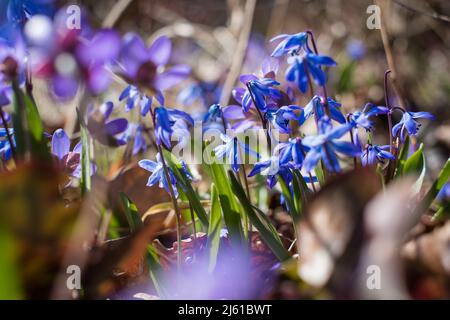 Piccoli fiori selvaggi della foresta che crescono nel mese di aprile. Foto Stock