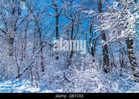 Germania, neve bianca rami coperti di alberi in una foresta in inverno paesaggio paesaggio meraviglia scena con cielo blu e sole alle spalle Foto Stock