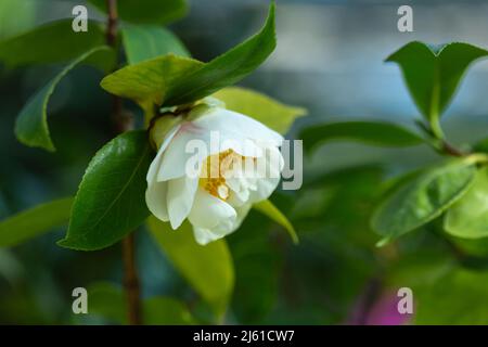 Camellia fiore bianco in natura. Foto sfocata di sfondo di pianta. Foto Stock