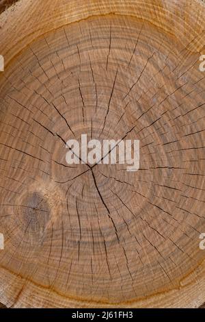 Un primo piano di una sezione trasversale di legno di ciliegio. Foto Stock