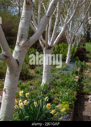 Alberi di betulla a stelo bianco, Betula utilis jacquemontii, Kathy Brown's Garden, Stevington, Bedfordshire, REGNO UNITO Foto Stock