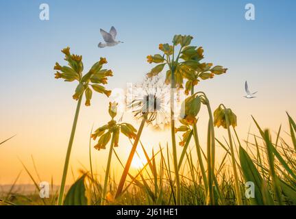 Primula Veris (Cowslip) e dente di leone seme di orologio in prato di fiori selvatici all'alba. REGNO UNITO. Gull e Tern sopra. Immagine composita. Foto Stock