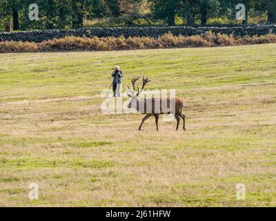 Fotografo di fauna selvatica con treppiede fotografando una puntina di Red Deer a Bradgate Park, Leicestershire, Inghilterra Regno Unito Foto Stock