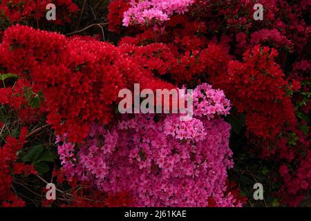 Fiori rossi e rosa di sempreverdi giardino arbusti azalee visto fiorire in primavera all'aperto. Foto Stock