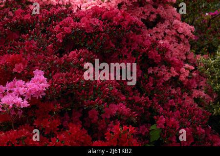 Fiori rossi e rosa di sempreverdi giardino arbusti azalee visto fiorire in primavera all'aperto. Foto Stock