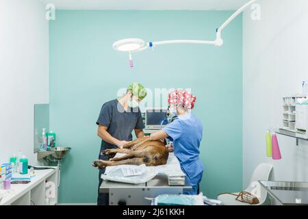 Veterinario con operatore sanitario che esamina il cane sul tavolo di esame in clinica veterinaria Foto Stock