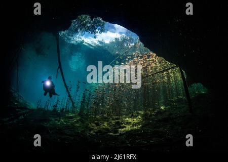 Subacqueo in Cenote autolavaggio, Messico Foto Stock