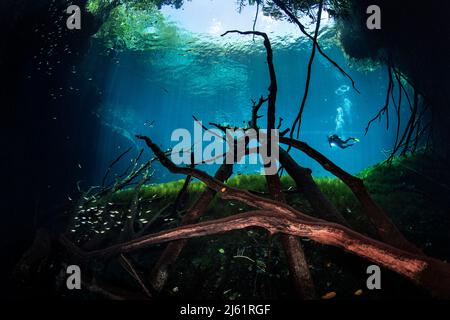 Subacqueo in Cenote autolavaggio, Messico Foto Stock