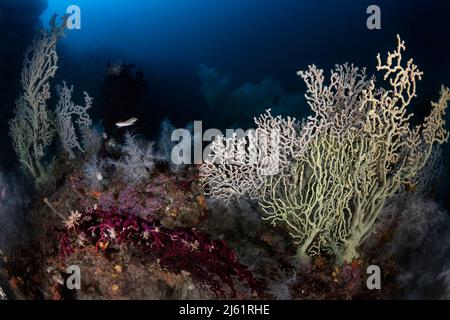 Un mitico punto di immersione profonda nel mediterraneo, lo shoal Atlantide, caratterizzato dalla presenza di una immensa colonia di corallo nero (Antipathiella subpin Foto Stock