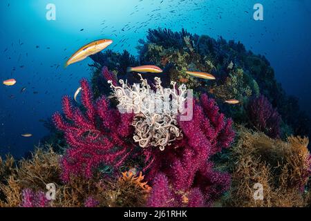 Reef secca di mezzo canale Foto Stock