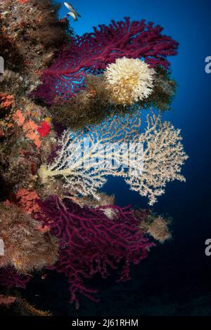 Una profonda barriera corallina mediterranea nell'isola di Favignana, in Italia Foto Stock