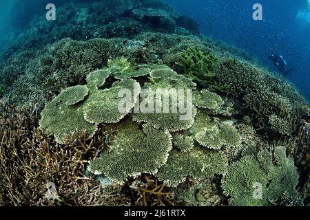 Barriera corallina Foto Stock