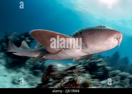 Uno squalo infermiera a bassa velocità dell'otturatore girato in Chinchorro bank Foto Stock