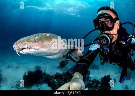 Un selfie con uno squalo infermiera in banca Chinchorro Foto Stock