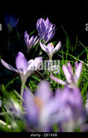 Viola di crochi fioritura in primavera Foto Stock