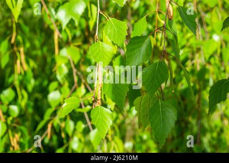 Baldacchino di pioppo con foglie verdi illuminate dal sole mite, a fine giornata. Foto Stock