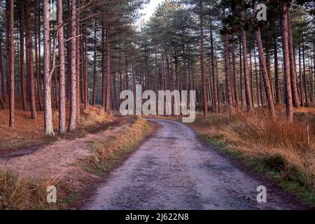 Regno Unito, Galles, strada sterrata vuota nella foresta di Newborough al tramonto Foto Stock