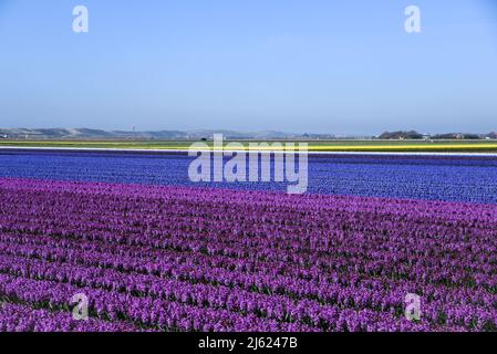 Julianadorp, Paesi Bassi, aprile 2022. Tulipani in fiore, giacinti e narcisi nei campi di bulbo intorno a Julianadorp. Foto di alta qualità Foto Stock