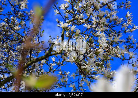 magnolia in fiore bianco in primavera Foto Stock