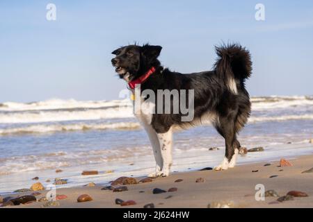 Collie di confine in piedi sulla spiaggia Foto Stock