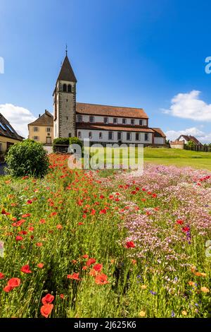 Germania, Baden-Wurttemberg, isola di Reichenau, papaveri di mais che fioriscono in estate prato con Basilica dei Santi Pietro e Paolo sullo sfondo Foto Stock