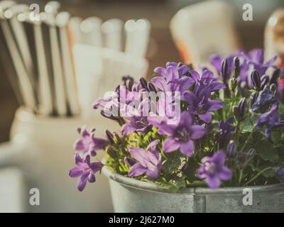 moody situazione in birreria all'aperto o ristorante con bella decorazione da tavolo tra cui la pianta in vaso con fiori blu - campanula o campanella fiore Foto Stock