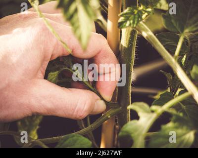 come pizzicare o sintonizzare i ventose sulle piante di pomodoro usando le dita Foto Stock