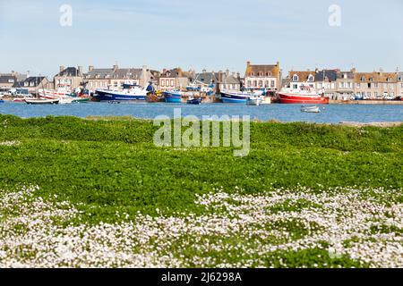 Fiori in primavera nel porto di Barfleur, piccola città sulla penisola del Cotentin, Manica, Normandia, Francia Foto Stock