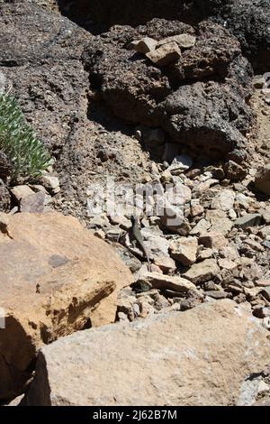 Gecko sulle rocce nel Parco Nazionale del Teide a Tenerife Foto Stock