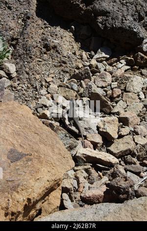 Gecko sulle rocce nel Parco Nazionale del Teide a Tenerife Foto Stock