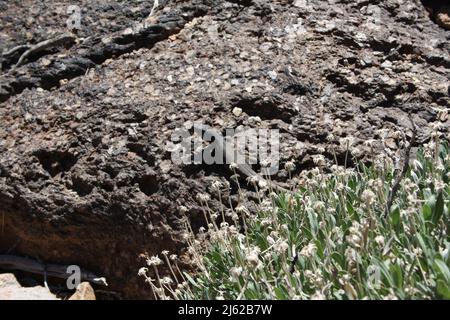 Gecko su rocce vulcaniche nere nel Parco Nazionale del Teide a Tenerife Foto Stock