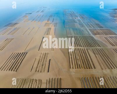 Allevamento di ostriche a Grandcamp Maisy, Normandia, vista aerea Foto Stock