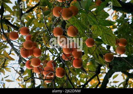 Il ramo del persimmon giapponese (Diospyros kaki) sullo sfondo sfocato del laghetto Kyoyochi al giardino del tempio Ryoan-ji. Kyoto. Giappone Foto Stock