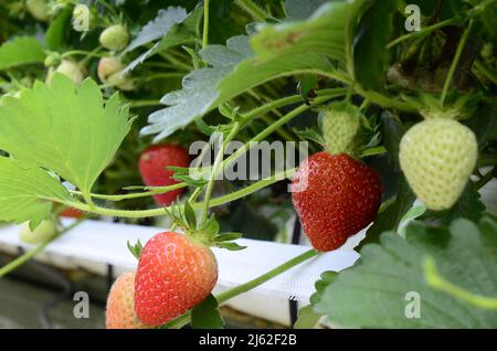 Filari di piante di fragole in serra nel Regno Unito. Fragole rosse e verdi sui rami. Fattoria ecologica. Messa a fuoco selettiva. Fragola in serra con hig Foto Stock