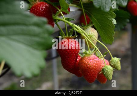 Fragole piante file in serra nel Regno Unito. Fragole rosse e verdi sui rami. Eco fattoria. Messa a fuoco selettiva. Fragola in serra con l'agricoltura ad alta tecnologia nel Regno Unito. Serra agricola con sistema di scaffalatura idroponica Foto Stock