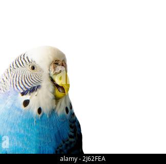 Verticale. Un uccello malato. La museruola di un budgie su sfondo bianco. L'animale domestico è malsano. Isolare. Malessere di uccello. Malattie di pappagalli Foto Stock