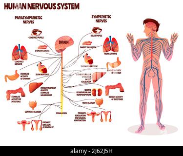 Illustrazione del vettore del sistema nervoso umano. Disegno del cartone animato del corpo dell'uomo con catena dei nervi parasimpatici e simpatici del cervello per la neurologia medica inf Illustrazione Vettoriale
