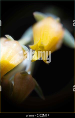 Primo piano dinamico di un fiore giallo di un succulente. Ideale come sfondo per testo e layout. Foto Stock