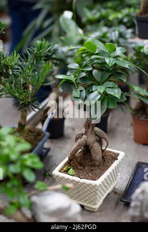 Bonsai naturale ficus microcarpa Ginseng pianta ornamentale in vaso per la decorazione e il giardinaggio di interni Foto Stock