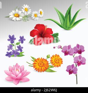Piante da giardino tropicale Succulents con orchidee serra e violette forestali camomilla fiori gradiente grigio sfondo immagine vettoriale realistica Illustrazione Vettoriale