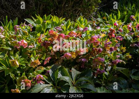 Mazzo di fiori rosa in fiore dell'helleborus orientalis, chiamato anche lenten rosa o Orientalische Nieswurz Foto Stock