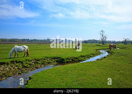 Ponies pascolo vicino al torrente Mill Lawn Brook nel New Forest Naturional Park, Hampshire UK. Foto Stock