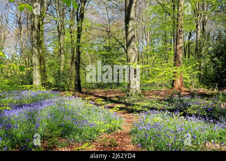 Bluebells in primavera 2022 Foto Stock